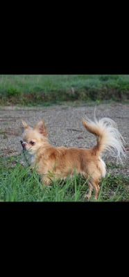 Vadim Des Minis Tr?sors