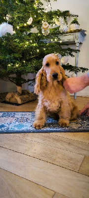 Vicomte du Bois d'Achelles