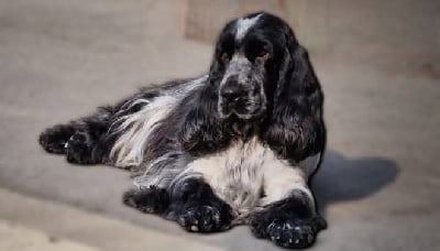 https://chiens-de-france.com/photo/chiens/2025_11/tn200/TN200_chiens-Cocker-Spaniel-Anglais-7923f52e-a82b-28a4-8923-063d839ae506_min.jpg
