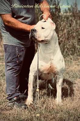 Pimienton del Sueno Latino