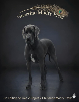 Guerrino modry efekt