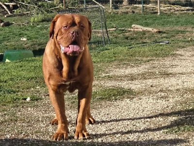 Zidan z habanskeho dvora