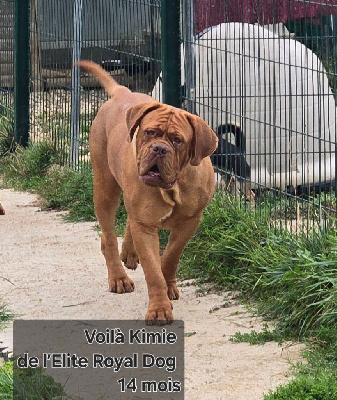 https://chiens-de-france.com/photo/chiens/2025_11/tn200/TN200_chiens-Dogue-de-Bordeaux-ea409f03-6586-38a4-95aa-38132a307b61_min.jpg