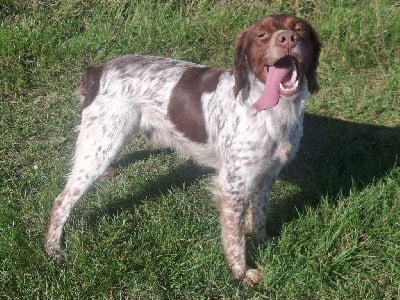 Tacos Du Hameau De L'hirondelle