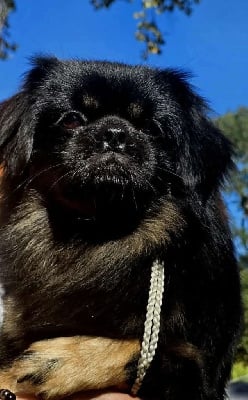 X black pepper du Fond Touyen