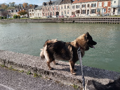 https://chiens-de-france.com/photo/chiens/2025_11/tn200/TN200_chiens-Eurasier-69098d52-5b21-d5b4-4d4f-2d1e69824e87_min.jpg