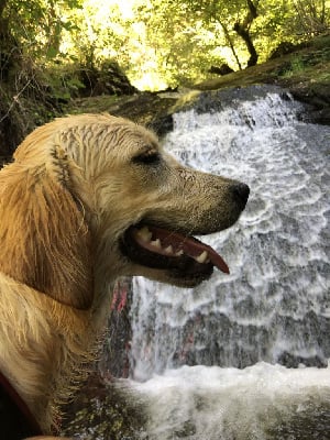 https://chiens-de-france.com/photo/chiens/2025_11/tn200/TN200_chiens-Golden-Retriever-4d26124d-09fa-c474-a166-5dc0c0b0d49e_min.jpg