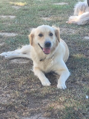 https://chiens-de-france.com/photo/chiens/2025_11/tn200/TN200_chiens-Golden-Retriever-5bd793c6-e7ec-3184-f17c-56480f2f6cb3_min.jpg