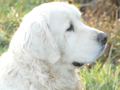 Volt Du Domaine Texan