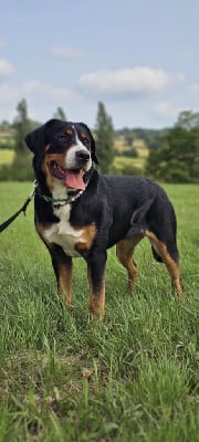 https://chiens-de-france.com/photo/chiens/2025_11/tn200/TN200_chiens-Grand-bouvier-suisse-edec7178-2e1c-64a4-edc6-95fd0b6a8fe4_min.jpg