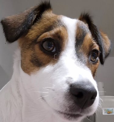 Vadrouille mon zouille Des Niglots Du Gard