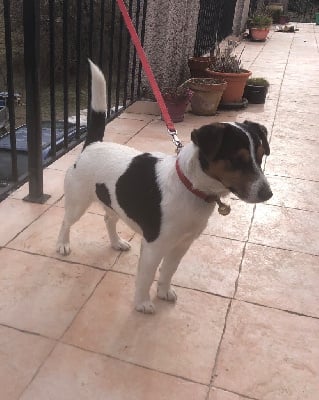 https://chiens-de-france.com/photo/chiens/2025_11/tn200/TN200_chiens-Jack-Russell-Terrier-df3dc328-b93f-5d24-cd8a-1aa36dc0f67c_min.jpg