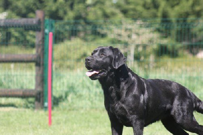 https://chiens-de-france.com/photo/chiens/2025_11/tn200/TN200_chiens-Labrador-Retriever-86a1bcdb-b9a1-f704-e910-33e759c7adc4_min.jpg