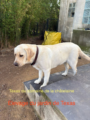 https://chiens-de-france.com/photo/chiens/2025_11/tn200/TN200_chiens-Labrador-Retriever-d255ebdb-30bf-3994-fda1-8c185e899bb9_min.jpg