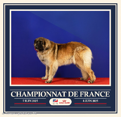 https://chiens-de-france.com/photo/chiens/2025_11/tn200/TN200_chiens-Leonberger-ddefeea5-dfa0-b724-49aa-6c690edebdea_min.jpg