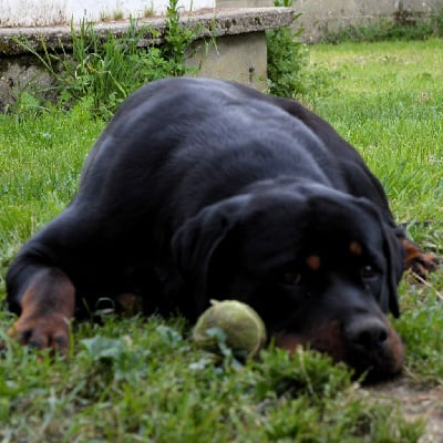 https://chiens-de-france.com/photo/chiens/2025_11/tn200/TN200_chiens-Rottweiler-2abf9c3e-f2bd-c1e4-b14a-171b28faf2a5_min.jpg
