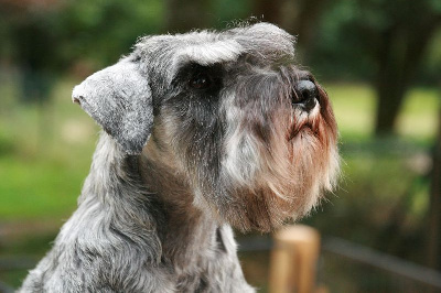 https://chiens-de-france.com/photo/chiens/2025_11/tn200/TN200_chiens-Schnauzer-miniature-9969a4fe-fced-9de4-1d40-72de07064b5f_min.jpg