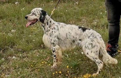 TR. Pesto du mas du zouave