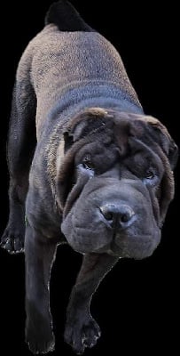 https://chiens-de-france.com/photo/chiens/2025_11/tn200/TN200_chiens-Shar-Pei-3aed51ad-a2a2-df94-c5ec-665aebe36db2_min.jpg