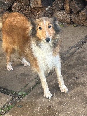 https://chiens-de-france.com/photo/chiens/2025_11/tn200/TN200_chiens-Shetland-Sheepdog-c65f37cd-77f2-b084-cd11-7a317f31e279_min.jpg