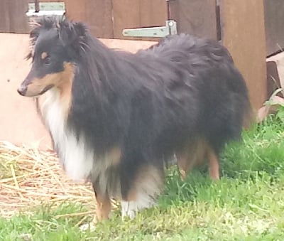 https://chiens-de-france.com/photo/chiens/2025_11/tn200/TN200_chiens-Shetland-Sheepdog-c8c79a9c-266a-3764-99a5-7d0003a4a86a_min.jpg