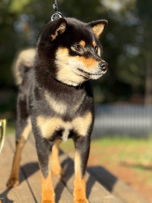 https://chiens-de-france.com/photo/chiens/2025_11/tn200/TN200_chiens-Shiba-ce8b0898-febe-78f4-191a-b32223b22823_min.jpg