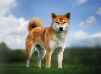https://chiens-de-france.com/photo/chiens/2025_11/tn200/TN200_chiens-Shiba-e458efaa-e6fe-dde4-19e6-bdd89a95e21b_min.jpg
