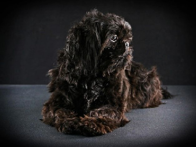 Saucisson de chalumelle