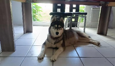 https://chiens-de-france.com/photo/chiens/2025_11/tn200/TN200_chiens-Siberian-Husky-bfeb3dbf-58e8-f724-5d7d-51070db7da37_min.jpg
