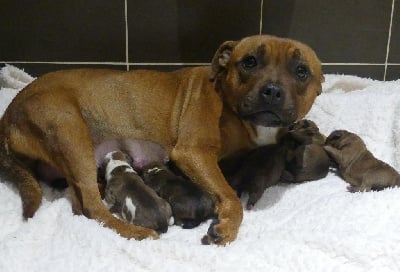 https://chiens-de-france.com/photo/chiens/2025_11/tn200/TN200_chiens-Staffordshire-Bull-Terrier-572ba5e6-abdb-0cd4-e125-3abb7fe073bd_min.jpg