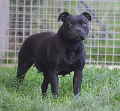 https://chiens-de-france.com/photo/chiens/2025_11/tn200/TN200_chiens-Staffordshire-Bull-Terrier-b333552f-bda2-f3f4-d540-f59f74308bb6_min.jpg