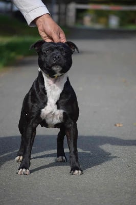 https://chiens-de-france.com/photo/chiens/2025_11/tn200/TN200_chiens-Staffordshire-Bull-Terrier-d20552a6-21a2-f424-19be-a4c8de589d91_min.jpg