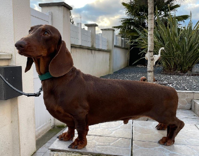 Indicator schastya ii iz strani grez