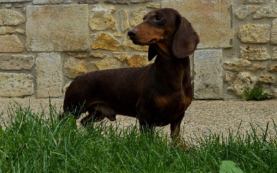 Snoopy (Sans Affixe)