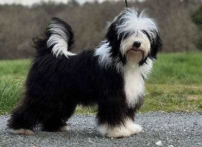https://chiens-de-france.com/photo/chiens/2025_11/tn200/TN200_chiens-Terrier-Tibetain-42a6eb6a-56b8-b224-3956-0393dc7207e3_min.jpg
