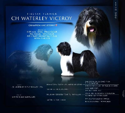 CH. waterley Viceroy