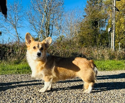 https://chiens-de-france.com/photo/chiens/2025_11/tn200/TN200_chiens-Welsh-Corgi-Pembroke-7148bf3e-333f-1c04-556b-9323ed86f3ba_min.jpg