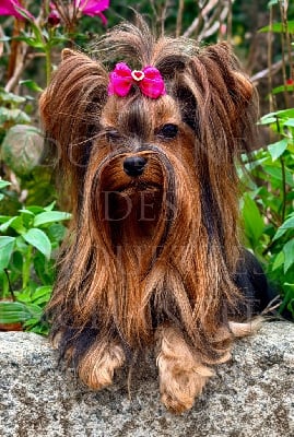 https://chiens-de-france.com/photo/chiens/2025_11/tn200/TN200_chiens-Yorkshire-Terrier-37992f28-9d69-5b04-6d31-342ddafaf296_min.jpg