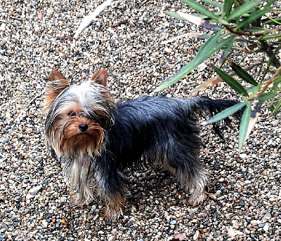 https://chiens-de-france.com/photo/chiens/2025_11/tn200/TN200_chiens-Yorkshire-Terrier-ffa031db-9430-f344-1d12-bbfb922384ae_min.jpg