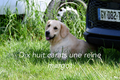 https://chiens-de-france.com/photo/chiens/2025_12/tn200/TN200_20251202090414692e9d7e9fb90.png