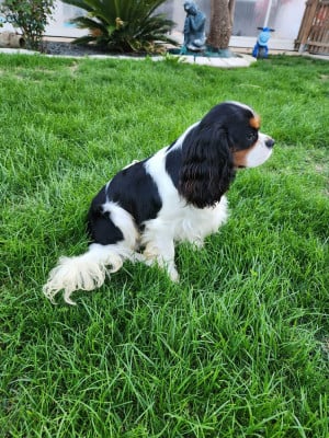 VADIM des Joyaux d'Al?sia