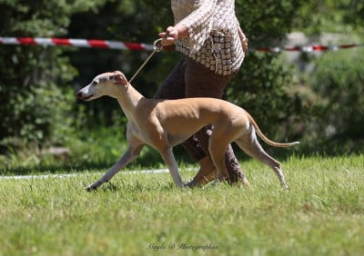 https://chiens-de-france.com/photo/chiens/2025_12/tn200/TN200_202512051440376932e0d56bb10.jpg