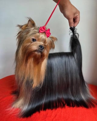 CH. WELLARY NOKTYURN