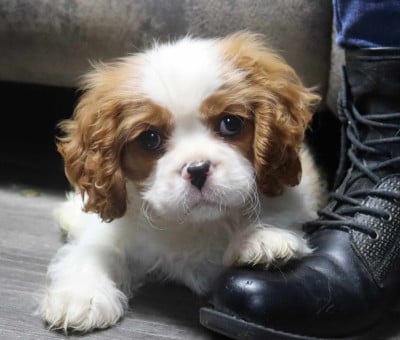 VVILLY WONKA des Renaissances du Magnolia