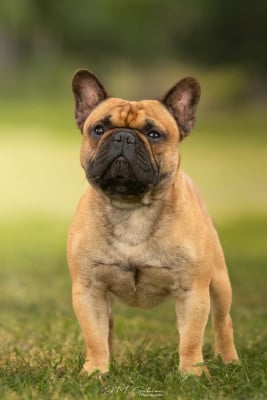 Upendi Kovu (Sans Affixe)