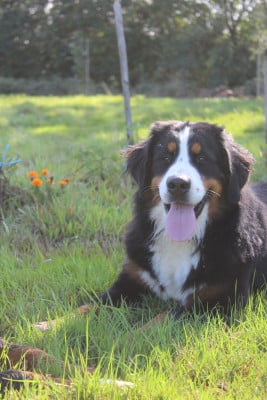 https://chiens-de-france.com/photo/chiens/2025_12/tn200/TN200_20251207144033693583d18f11f.jpg