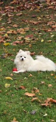 https://chiens-de-france.com/photo/chiens/2025_12/tn200/TN200_202512072305396935fa33b7687.jpg