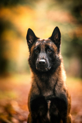 Ulk des feux farouches