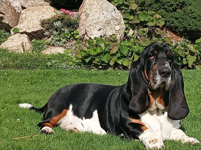 SERGENT ROSKO DU DOMAINE DE KEROUANT du domaine de k?rouant