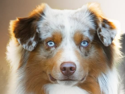 Saké du pic d espade du pic d?espade